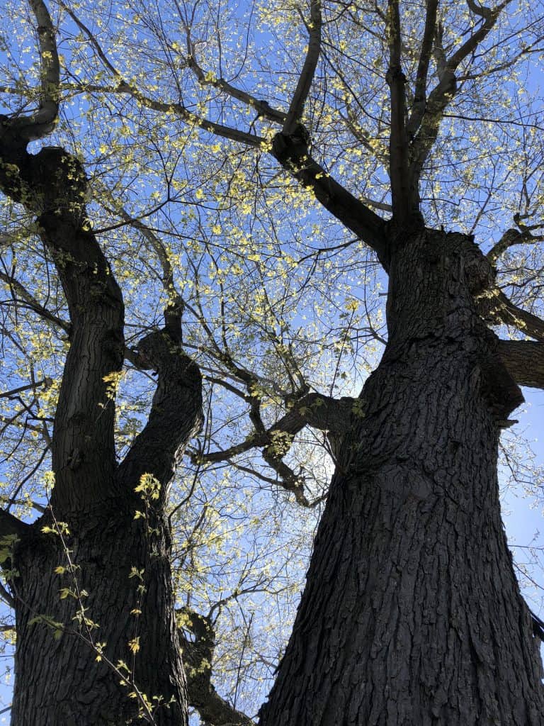 looking upwards at two trunks of an elm tree festooned with green buds, blue sky and sun shining behind the tree