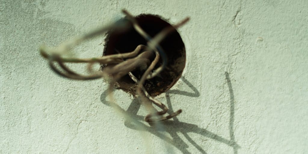 Color photo. Abstract, largely light green negative space, a dark circle near the middle, and long stringy things emerging toward the lens. Some parts of the stringy bits are not in focus, giving a three-dimensional effect.