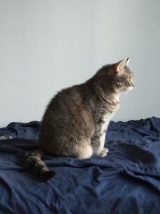 The image is of a grey cat, in profile, facing to the right. She is sitting on a dark blue sheet, which is wrinkled (she's been rolling on it). Her paws are together.