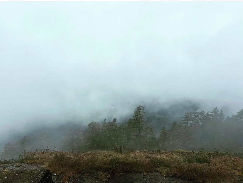 Dark green conifers rise out of a muted pale grey mist