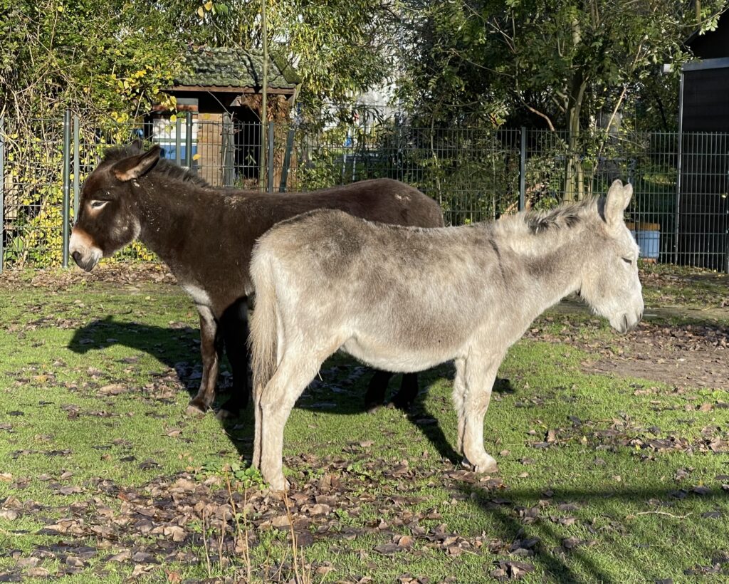 Pushmi-Pullyu like image of two donkies, each facing a different direction. One is brown and one is white. The white one is standing in front of the brown one so only his head is sticking out (in the other direction). They are standing in what appears to be a farm.